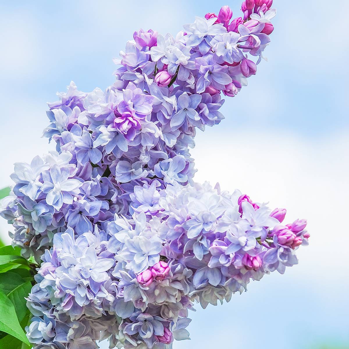 Lilas - Syringa vulgaris Nadezhda Godet de 8/9 cm - Image 1