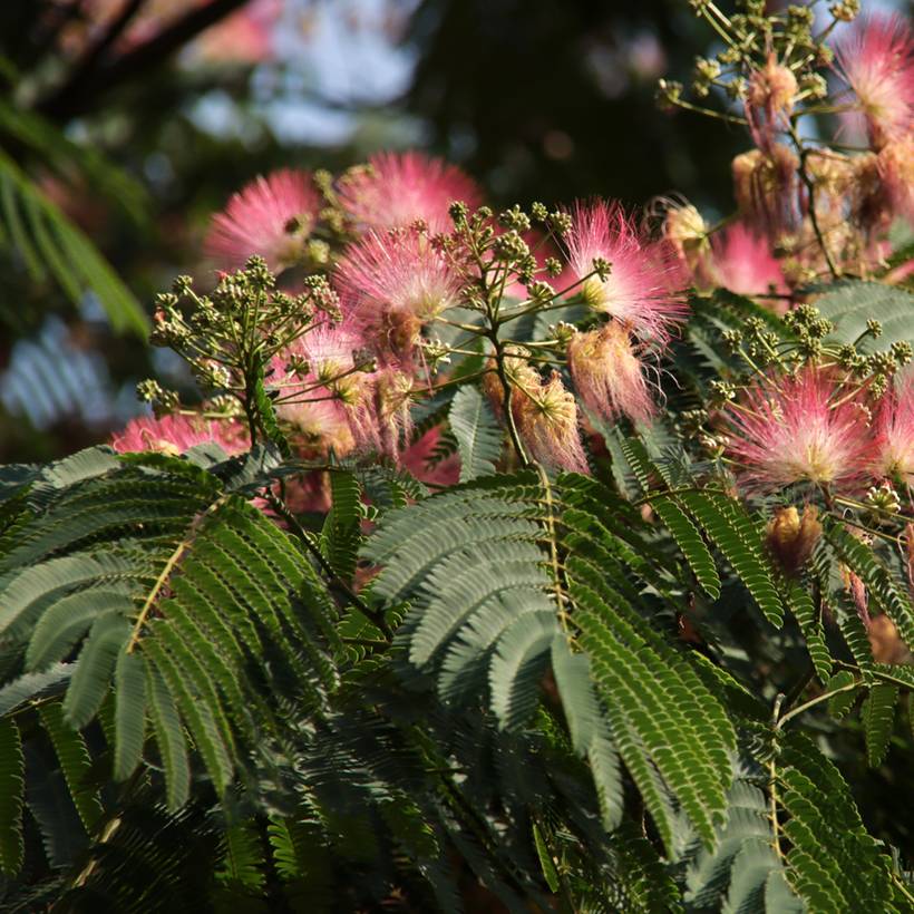 Albizia julibrissin Ombrella - Arbre à soie Pot de 3L/4L