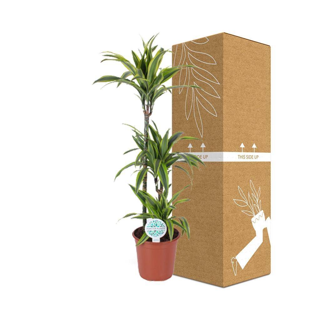 La Green Touch - Dracaena 'Lemon Lime' 120cm - Plante d'intérieur- La Green Touch - Image 4