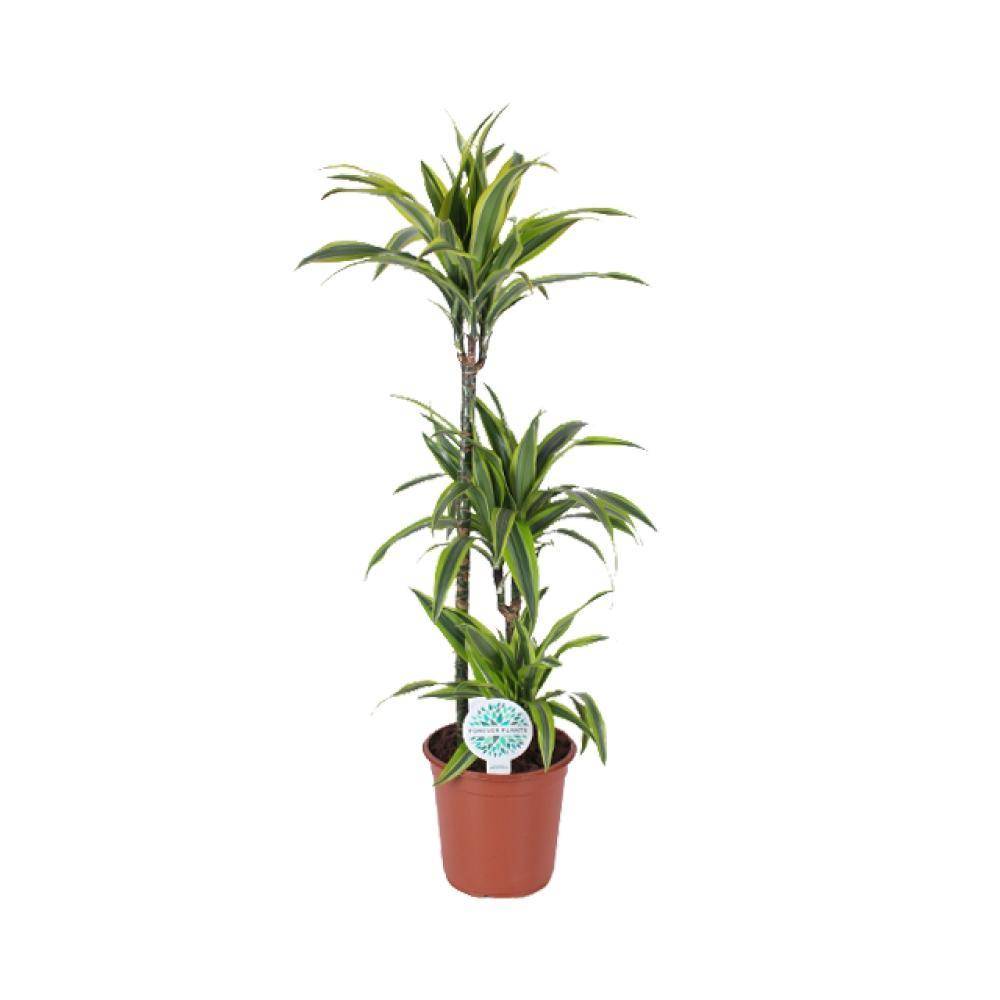 La Green Touch - Dracaena 'Lemon Lime' 120cm - Plante d'intérieur- La Green Touch - Image 1