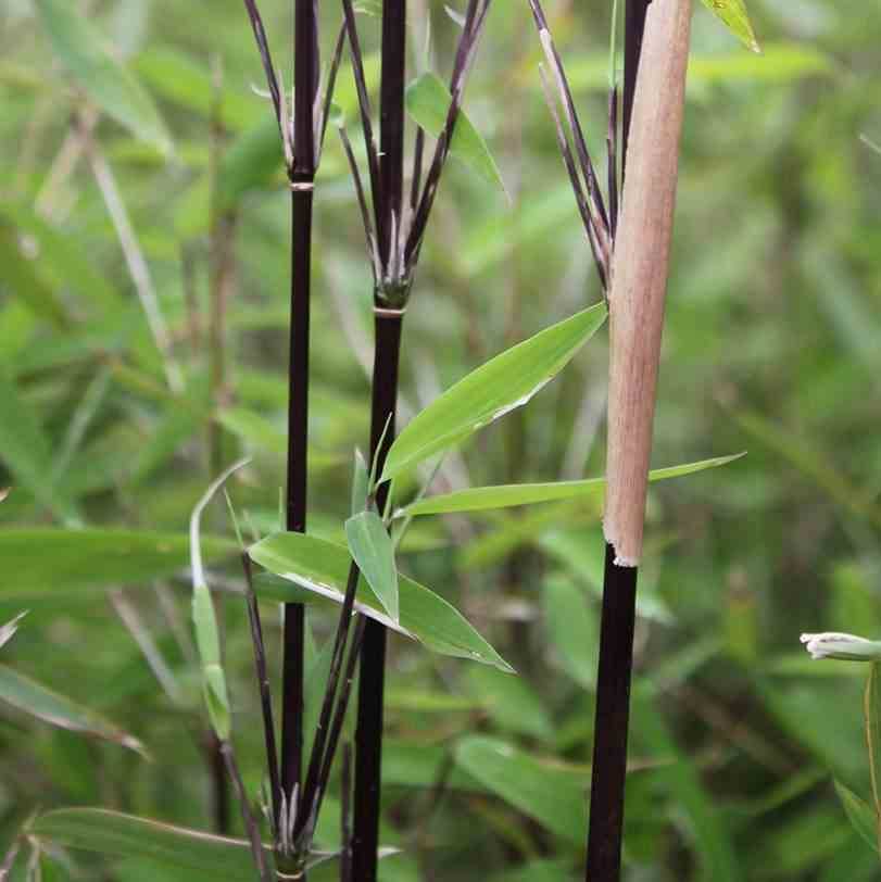 0 - Fargesia nitida "Blackpearl" (Bambou non traçant) Pot 30 Litres - 175/200cm - 10/15 cannes