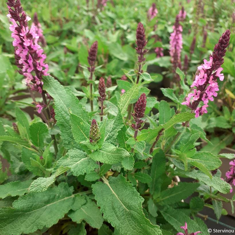 Salvia nemorosa Midnight Rose - Sauge des bois Pot de 2L/3L