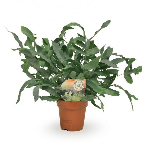 Phlebodium Blue Star 35cm - Plante d'intérieur- La Green Touch - Image 1