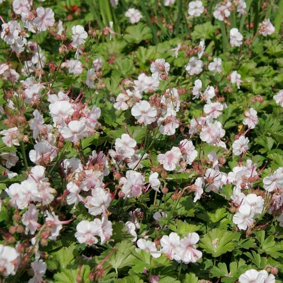 Géranium vivace cantabrigiense Biokovo Godet de 8/9 cm