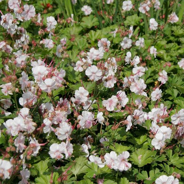 Géranium vivace cantabrigiense Biokovo Godet de 8/9 cm