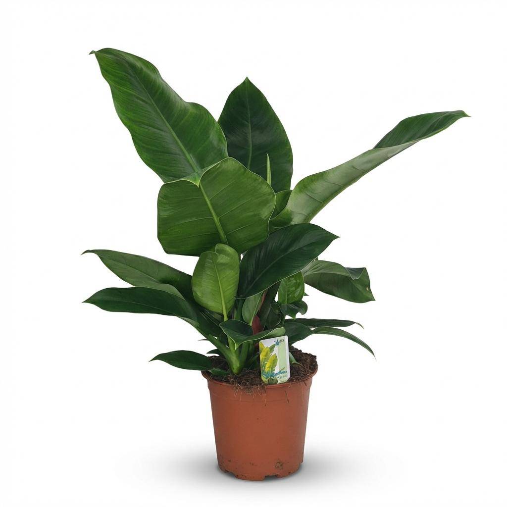 Philodendron - Philodendron Imperial Green - Pot de 19cm - Hauteur 65cm - Sans cache-pot - Plantes d'intérieur - Image 1