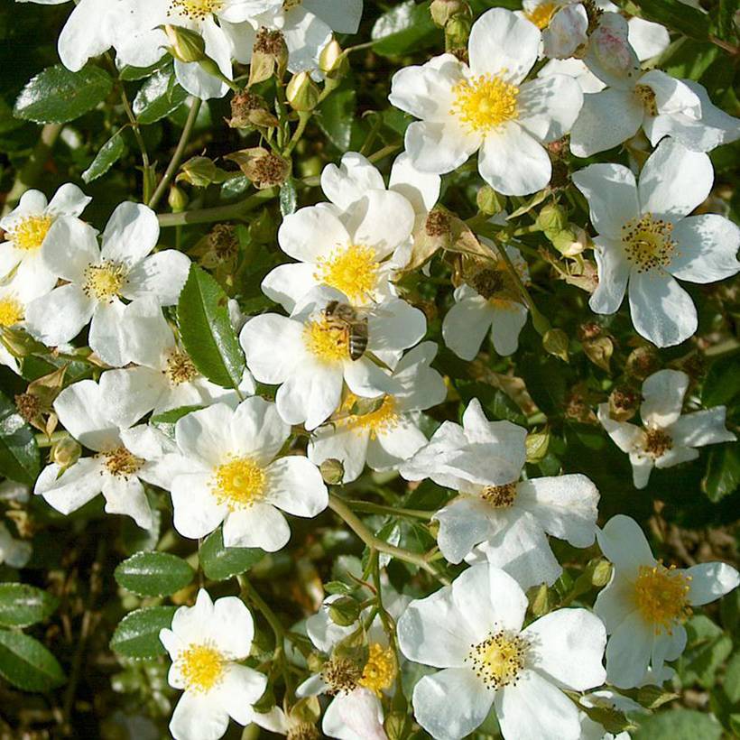 Promesse de Fleurs - Rosier couvre-sol Snow Star Pot de 4L/5L