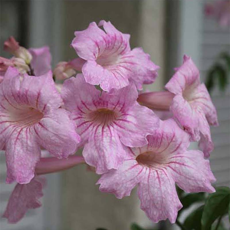 Promesse de Fleurs - Podranea ricasoliana Comtesse Sarah - Bignone rose Pot de 12 cm / 13 cm