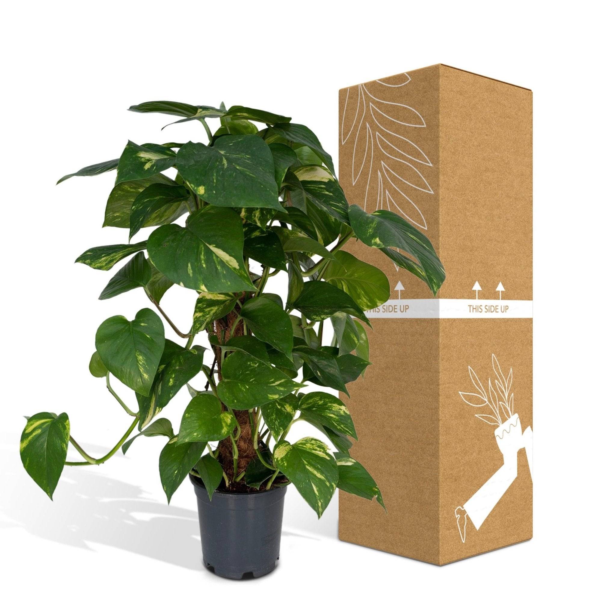 Epipremnum Aureum et son tuteur  h60cm 60cm - Plante d'intérieur- La Green Touch - Image 6