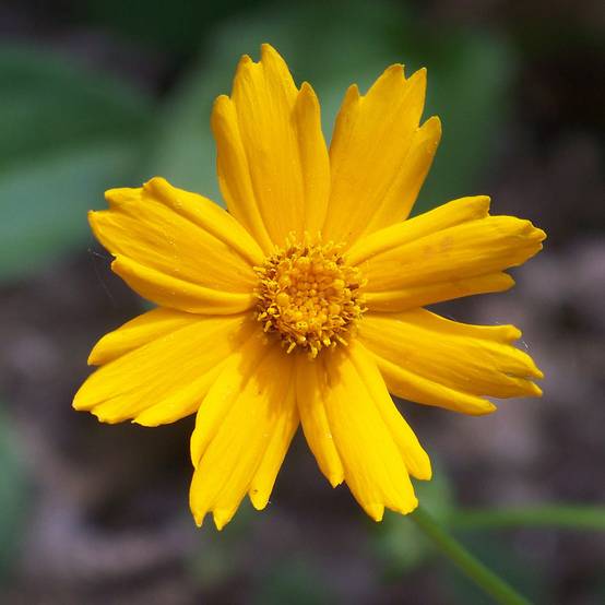 Coreopsis auriculata Nana - Coréopsis auriculé Godet de 8/9 cm
