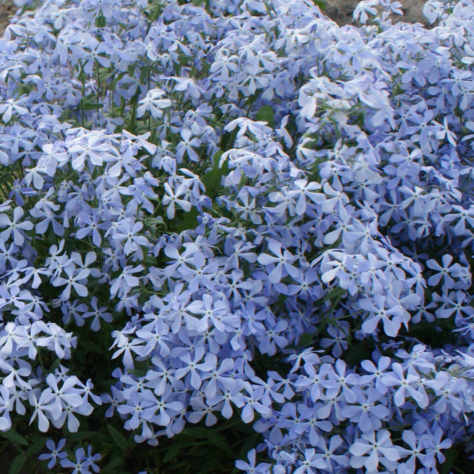Promesse de Fleurs - Phlox divaricata Clouds of Perfume Godet de 8/9 cm