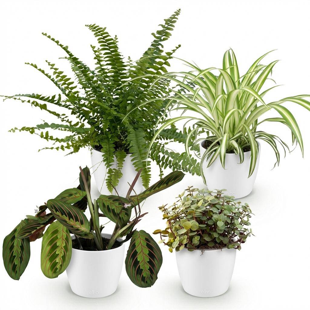 Chlorophytum - Maranta - Calissia - Nephrolepsis - Pet-friendly - Pot de 12cm - Hauteur 25cm - Blanc - Plantes d'intérieur - Image 2