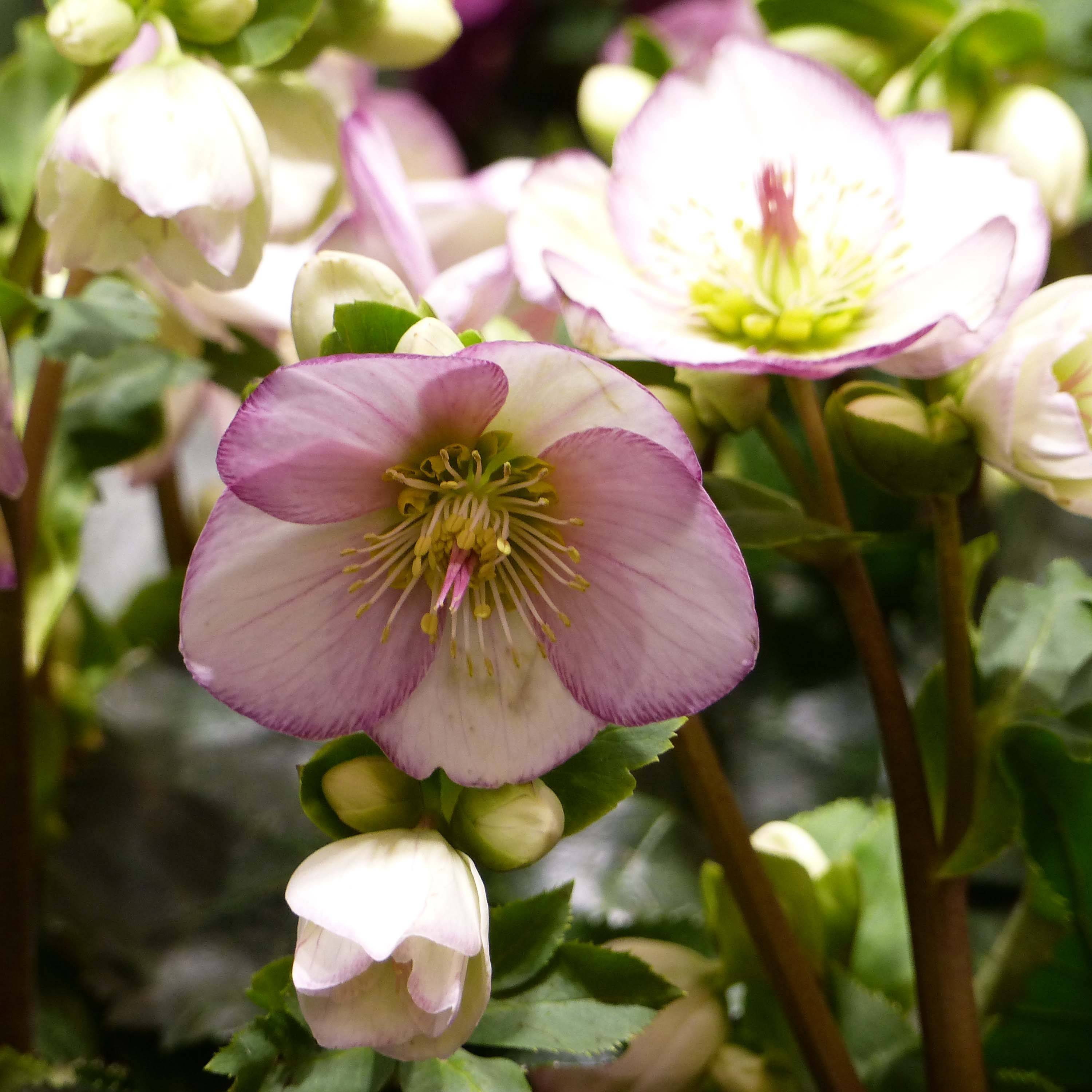 Promesse de Fleurs - Hellébore Ice'n'Roses Picotee Pot de 2L/3L