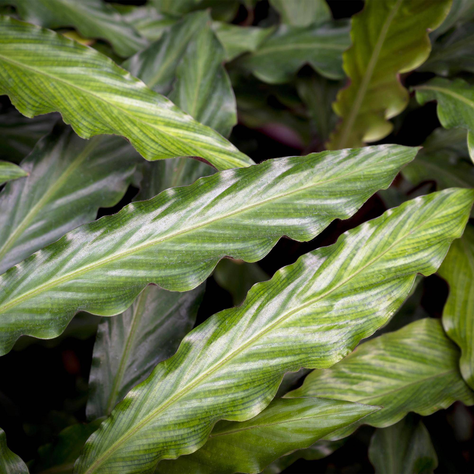Calathea Rufibarba - Pot de 17cm - Hauteur 55-60cm - 2 plantes - Panier - Plantes d'intérieur - Image 5