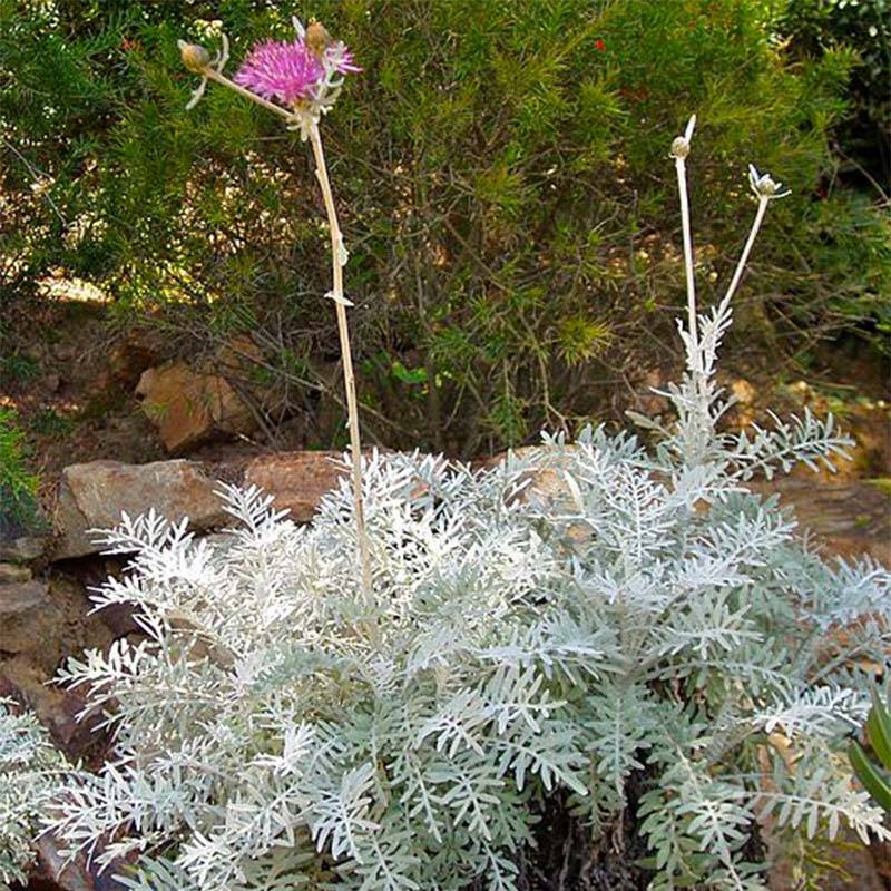 Centaurée, Centaurea pulcherrima Godet de 8/9 cm