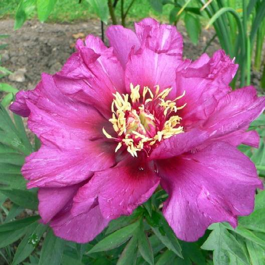 Promesse de Fleurs - Pivoine 'Itoh Morning Lilac' - Souche de 3 à 5 yeux Pot de 3L/4L