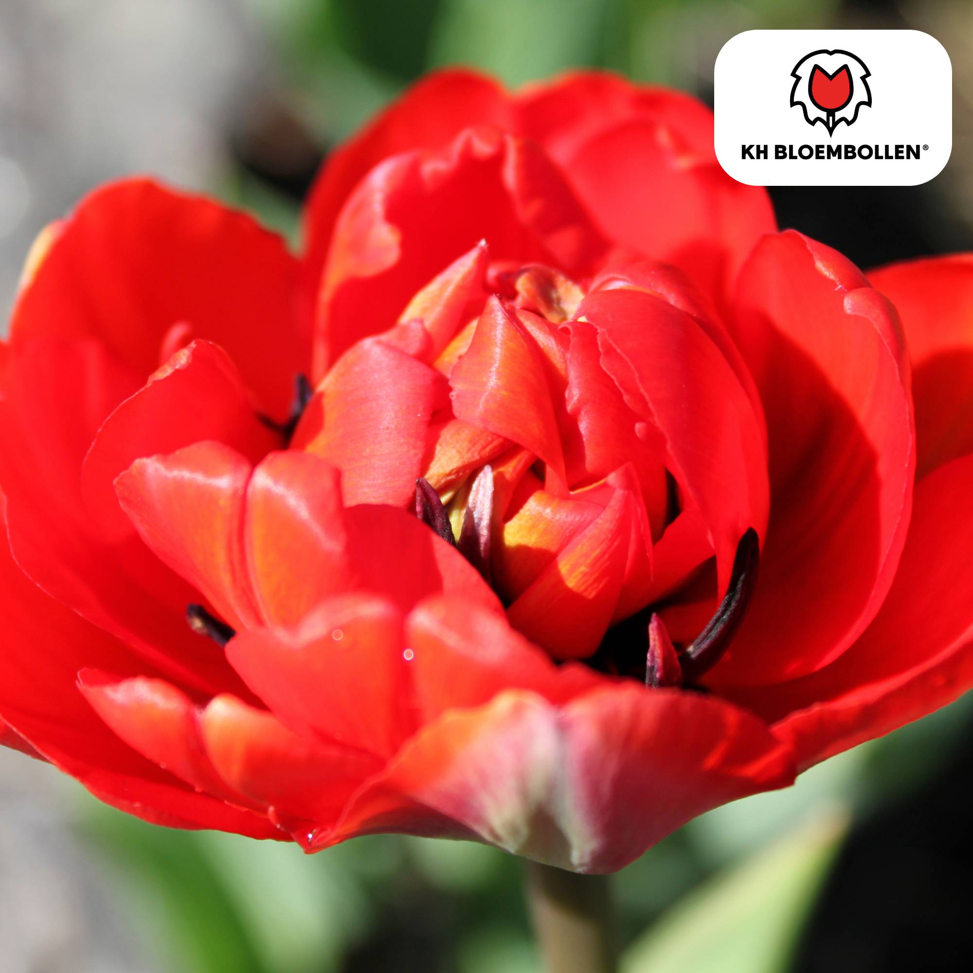 La Green Touch - Tulipe double Bombastic Red - 20 bulbes - Image 1