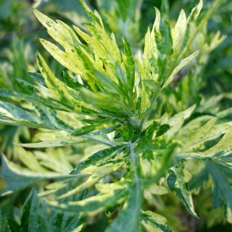 Promesse de Fleurs - Armoise - Artemisia vulgaris Oriental Limelight Godet de 8/9 cm