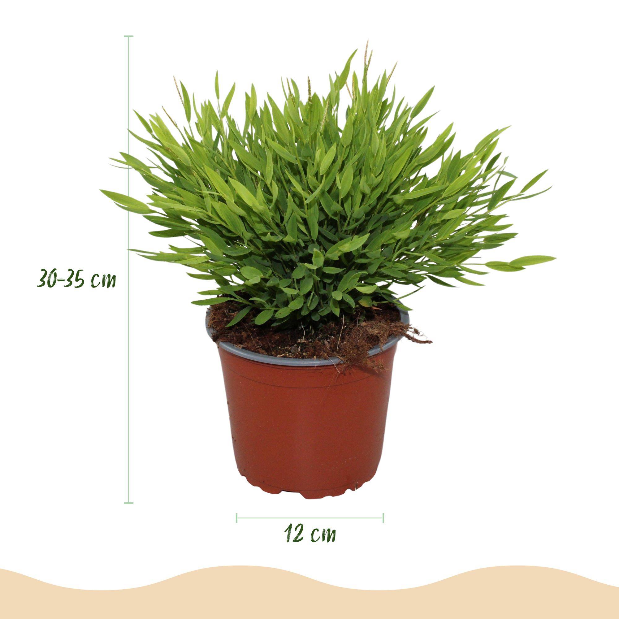 Bambusa Pogonatherum Monica - Herbe de bambou - Pot de 12cm - Hauteur 30-35cm - 4 plantes - Plantes d'intérieur - Image 3
