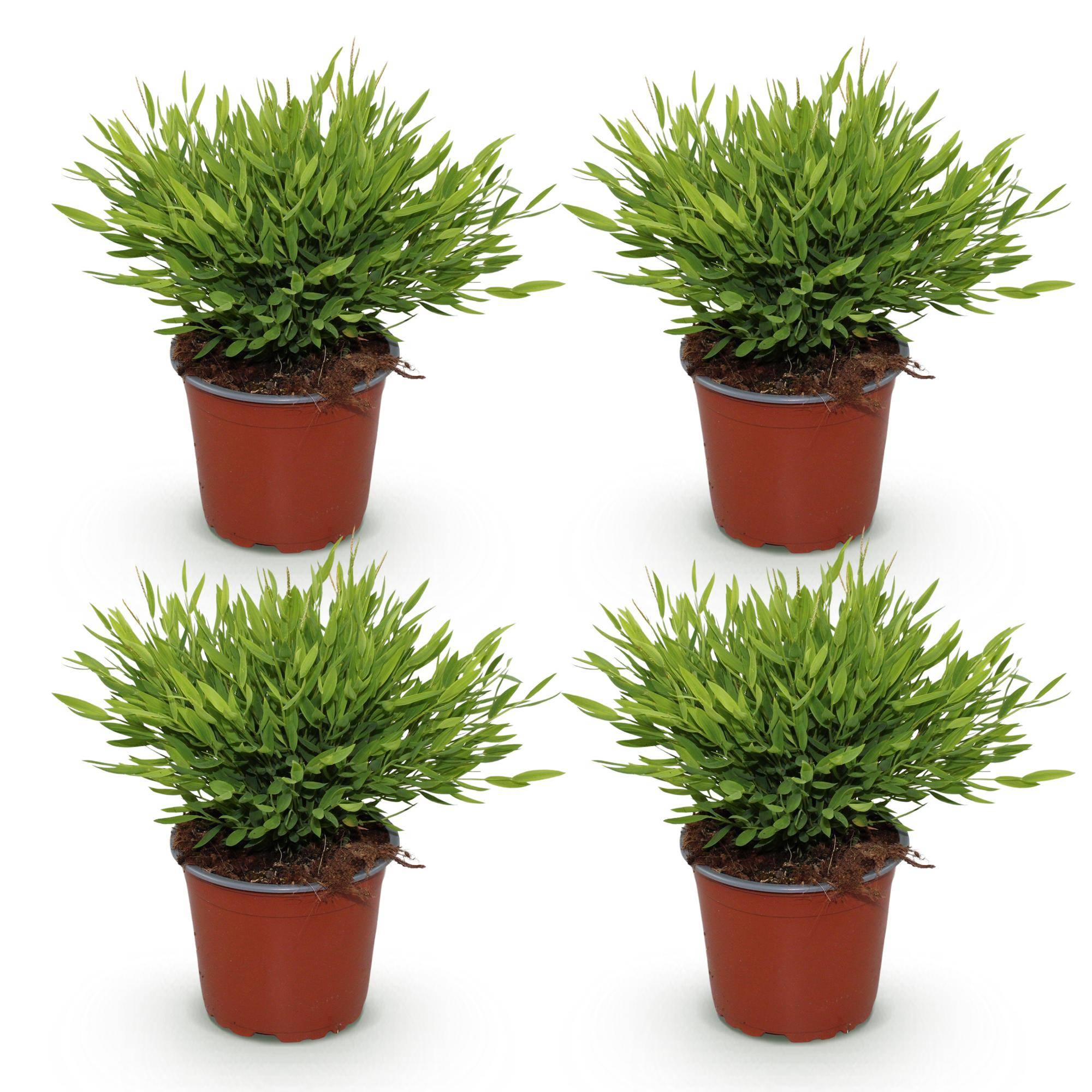 Bambusa Pogonatherum Monica - Herbe de bambou - Pot de 12cm - Hauteur 30-35cm - 4 plantes - Plantes d'intérieur - Image 2