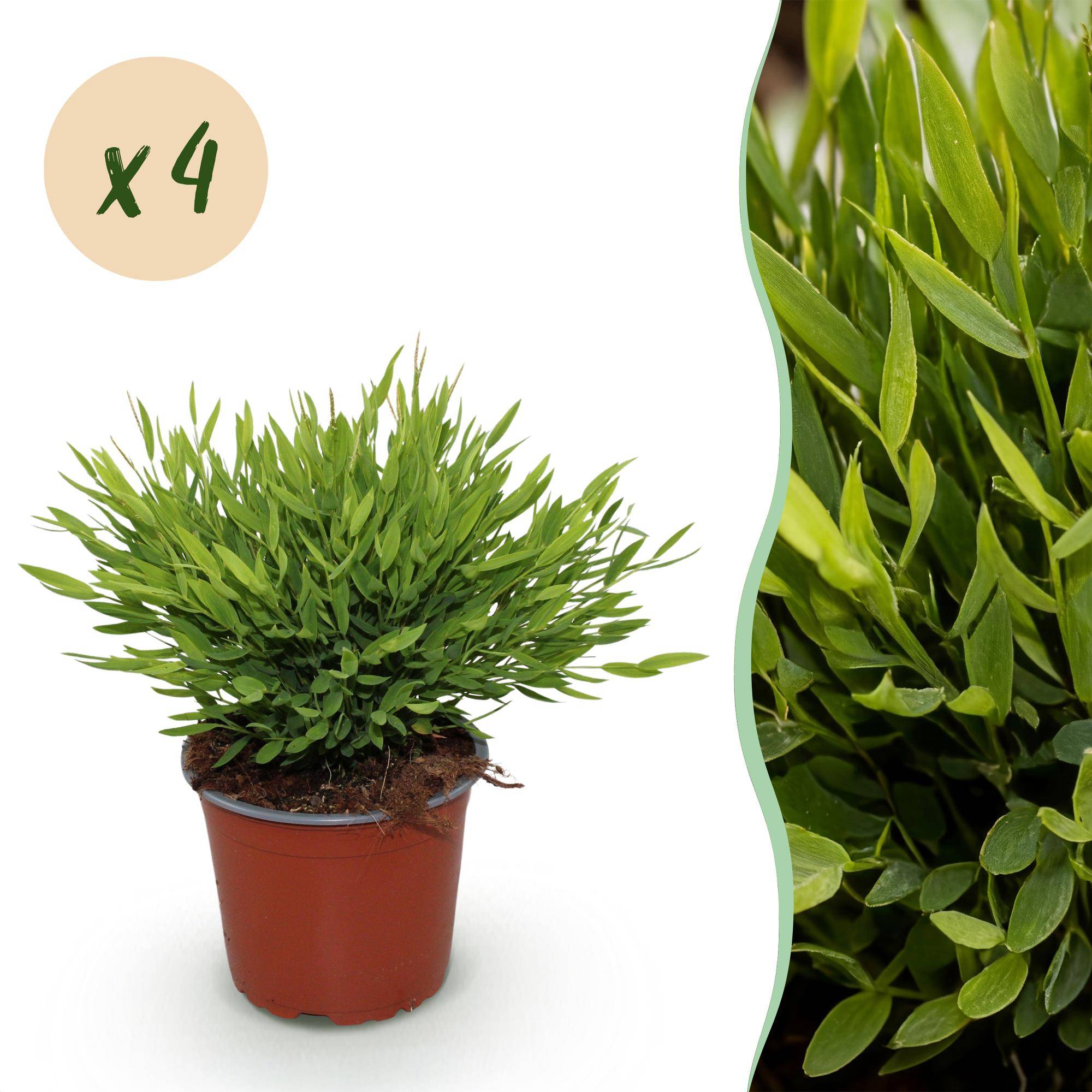 Bambusa Pogonatherum Monica - Herbe de bambou - Pot de 12cm - Hauteur 30-35cm - 4 plantes - Plantes d'intérieur - Image 1