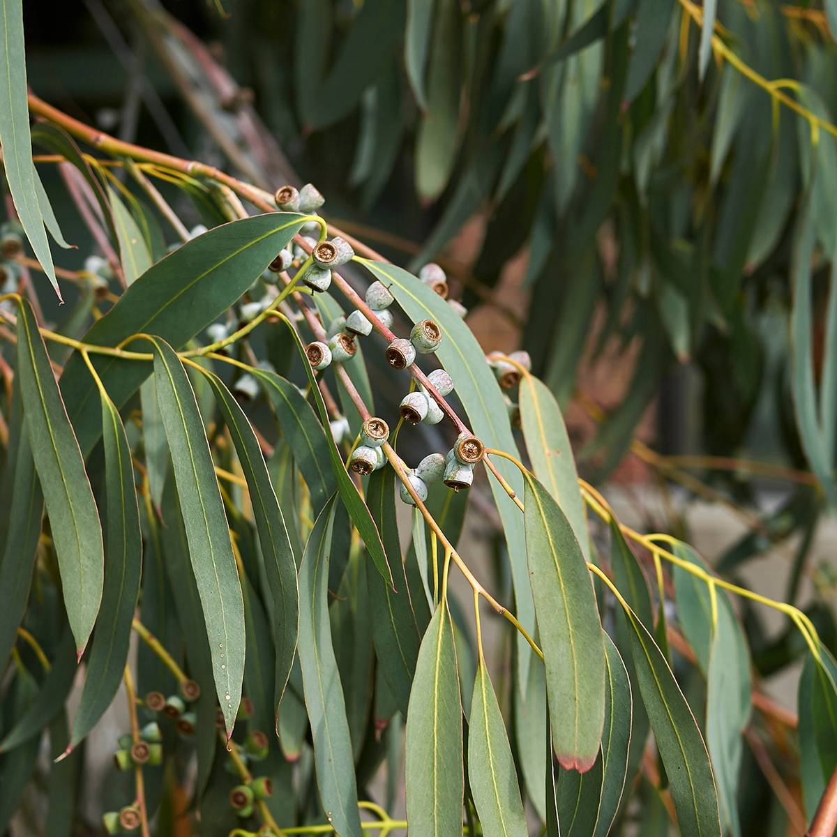 Eucalyptus perriniana - Gommier de Perrin Pot de 4L/5L, Pot anti-chignon
