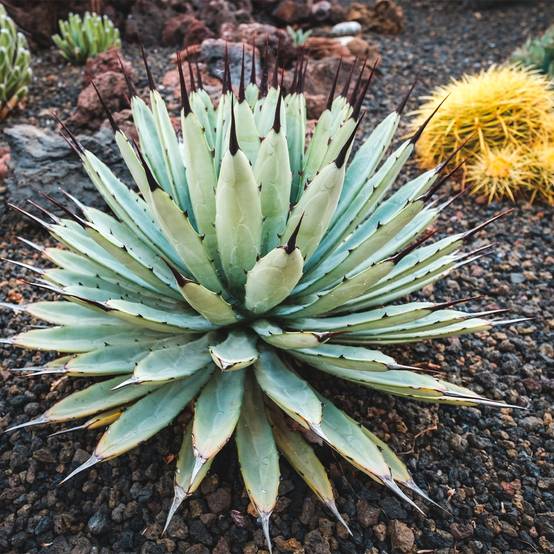Agave macroacantha Pot de 7,5L/10L