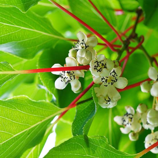 Kiwai Prince Jumbo (mâle) - Actinidia arguta Pot de 1,5L/2L