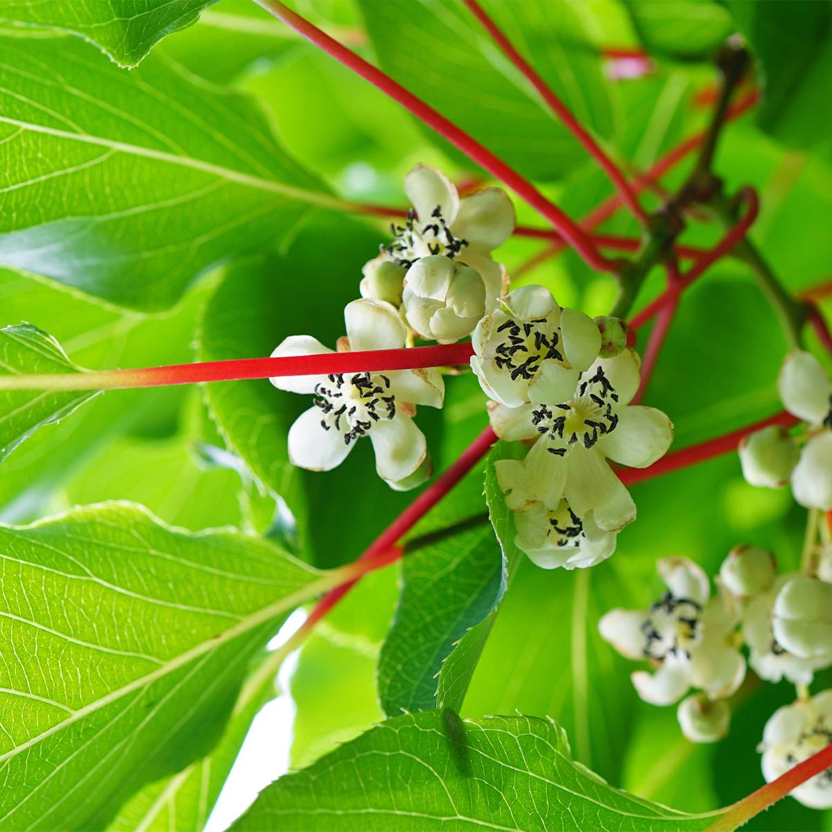 Kiwai Prince Jumbo (mâle) - Actinidia arguta Pot de 1,5L/2L