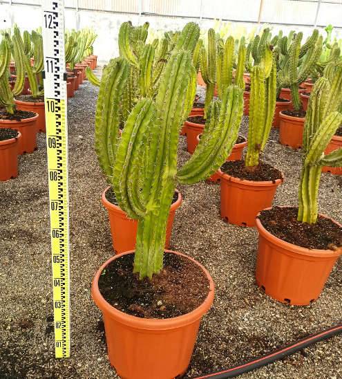 Sans Marque - Polaskia chula cactus Taille:Pot de 50L - 125/150cm - Image 1