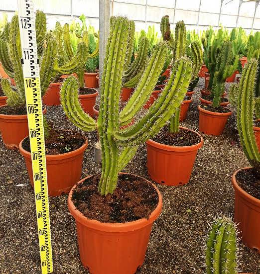 Sans Marque - Polaskia chula cactus Taille:Pot de 50L - 125/150cm - Image 2