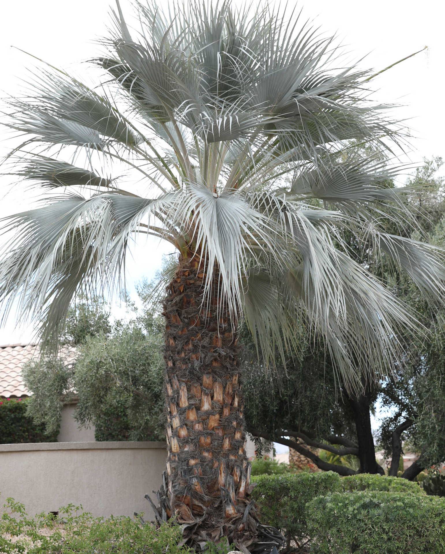 Sans Marque - Polaskia chula cactus Taille:Pot de 50L - 125/150cm - Image 3