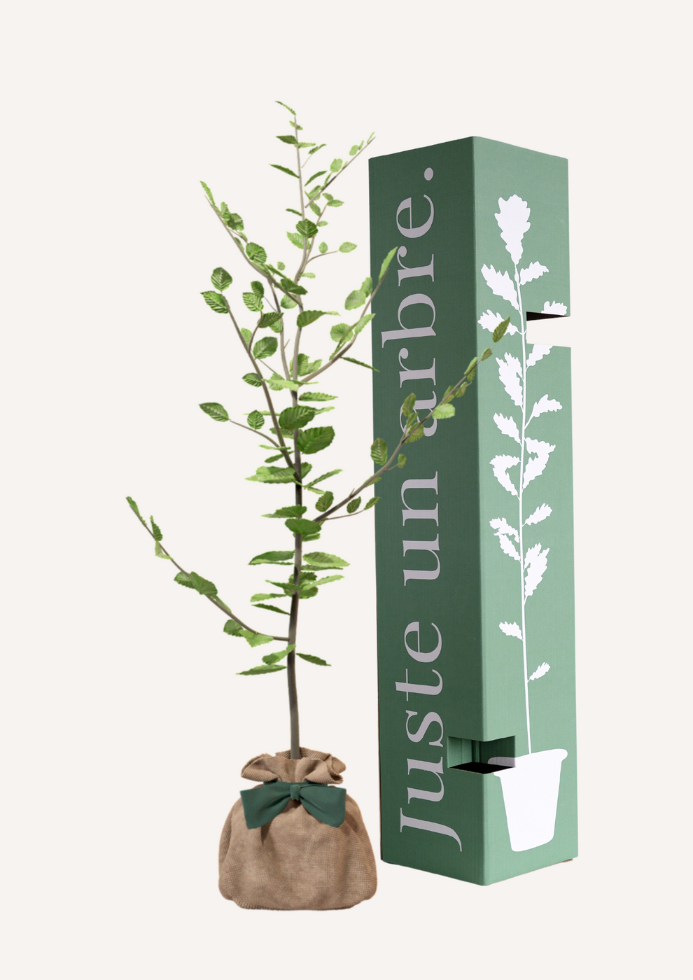 Juste Un Arbre - JUSTE UN ARBRE. – Hêtre commun | Cadeau symbolique pour naissance, mariage, anniversaire – Arbre noble pour espaces étendus. - Image 1