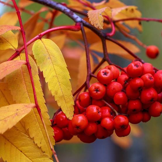 Promesse de Fleurs - Sorbier des oiseleurs - Sorbus aucuparia Sheerwater Seedling Pot de 12L/15L, Baliveau - Image 1