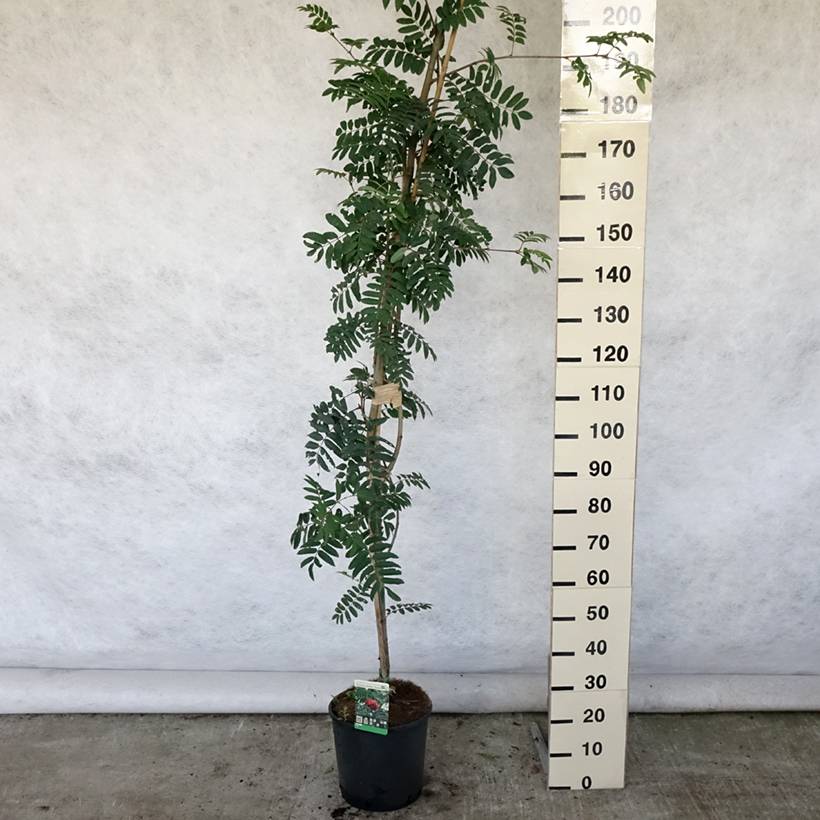Promesse de Fleurs - Sorbier des oiseleurs - Sorbus aucuparia Sheerwater Seedling Pot de 12L/15L, Baliveau - Image 2
