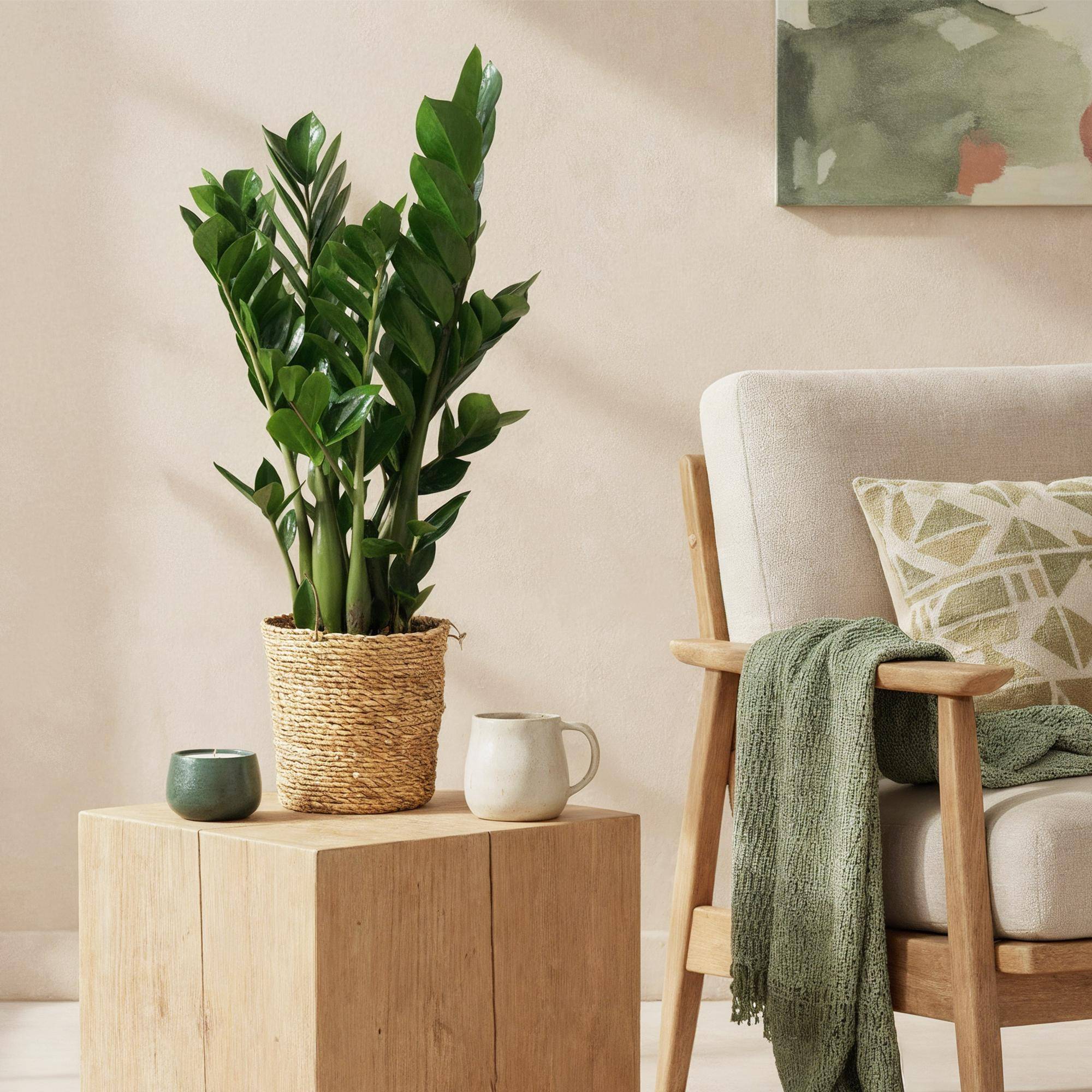 Zamioculcas - Plante ZZ - Lot de 2 Plantes - Pot de 17cm - Hauteur 65-75cm - Panier - Plantes d'intérieur - Image 4