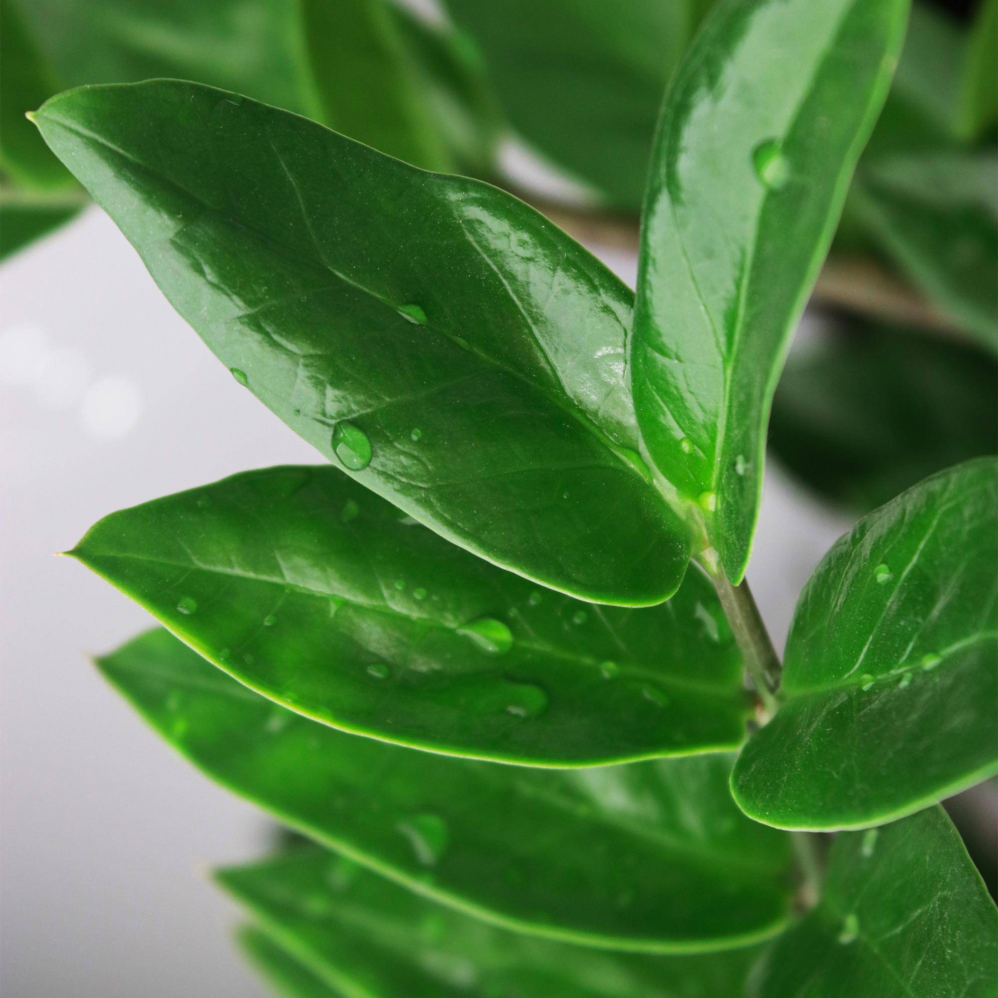 Zamioculcas - Plante ZZ - Lot de 2 Plantes - Pot de 17cm - Hauteur 65-75cm - Panier - Plantes d'intérieur - Image 5