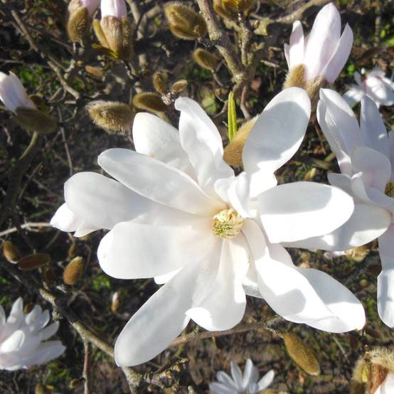 Magnolia étoilé, Magnolia stellata à fleurs Blanche - feuillage Caduc - Pot de 4L - 40/60 cm- hauteur à maturité De 3,00 m à 5,00 m - Image 6
