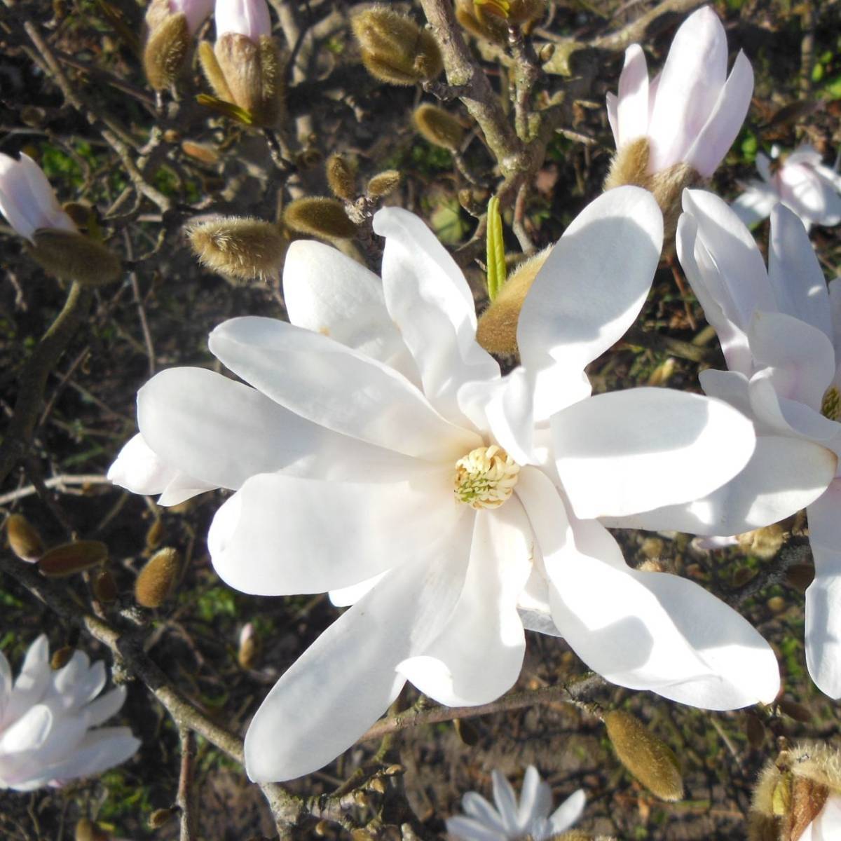 Magnolia étoilé, Magnolia stellata à fleurs Blanche - feuillage Caduc - Pot de 4L - 40/60 cm-  hauteur à maturité De 3,00 m à 5,00 m - Image 6