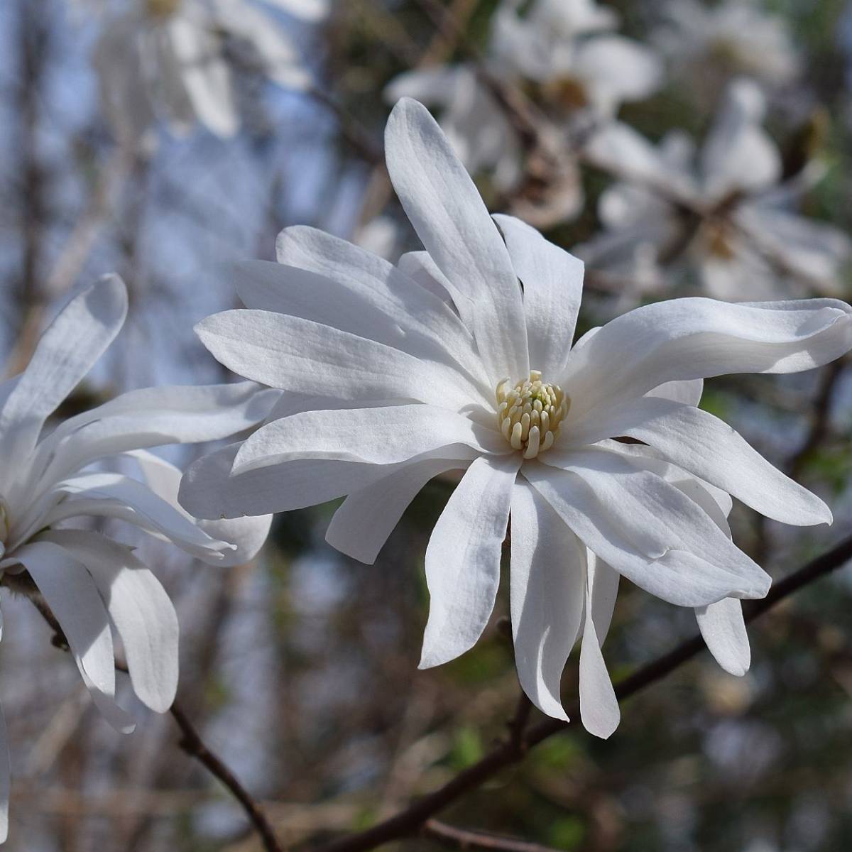Magnolia étoilé, Magnolia stellata à fleurs Blanche - feuillage Caduc - Pot de 4L - 40/60 cm-  hauteur à maturité De 3,00 m à 5,00 m - Image 5