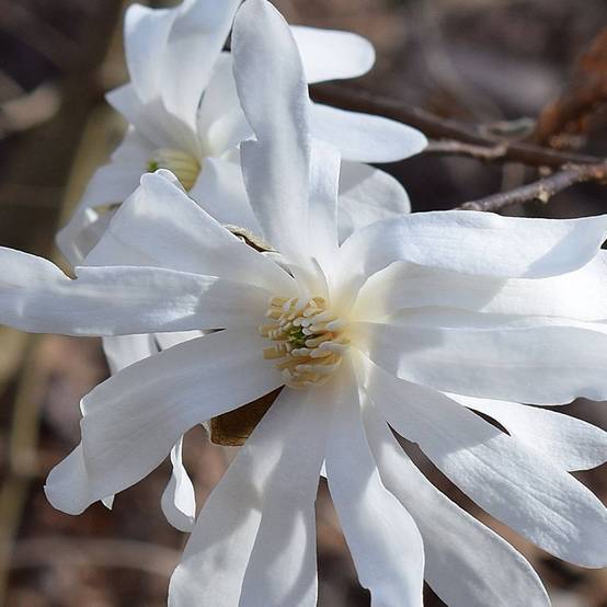 Magnolia étoilé, Magnolia stellata à fleurs Blanche - feuillage Caduc - Pot de 4L - 40/60 cm- hauteur à maturité De 3,00 m à 5,00 m - Image 7