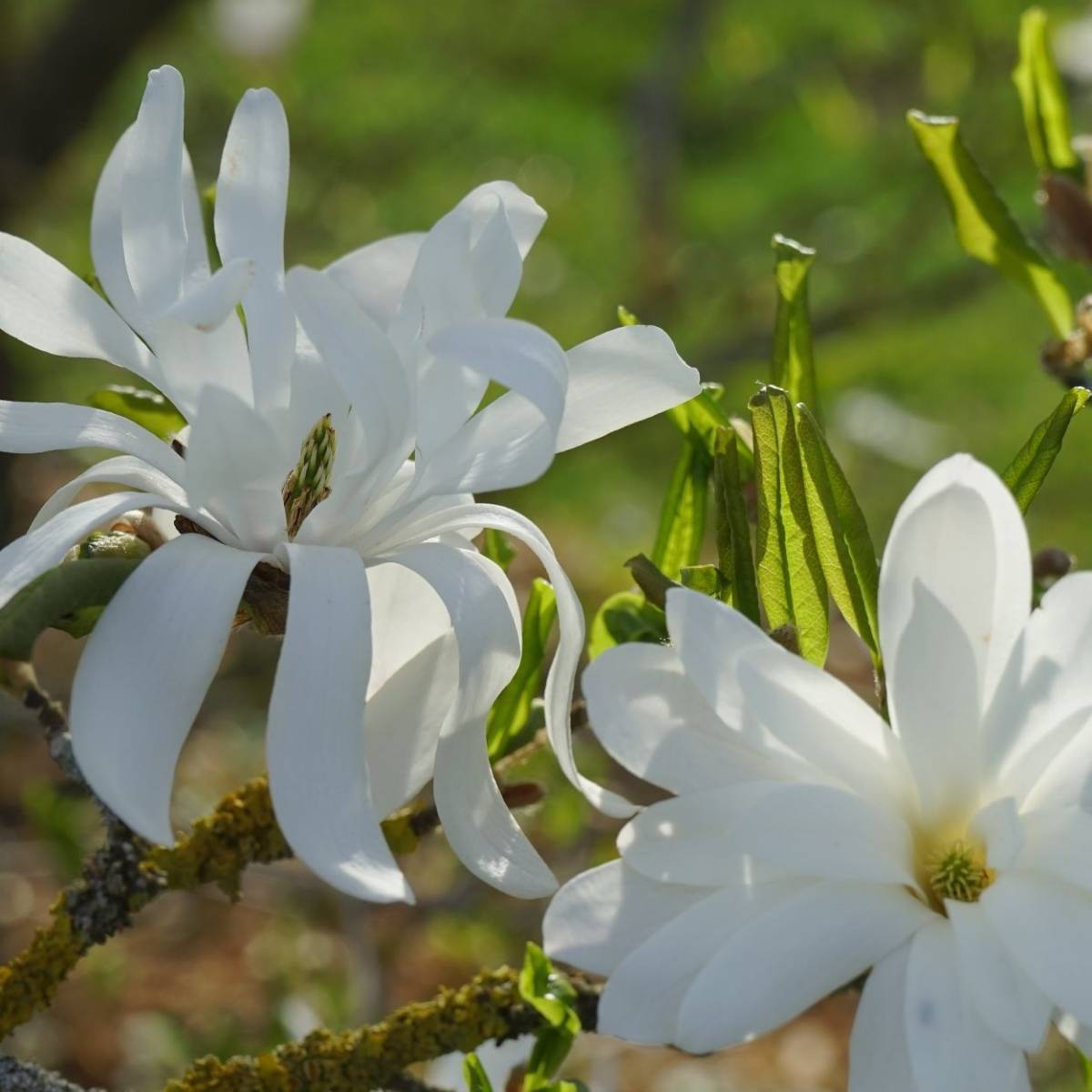 Magnolia étoilé, Magnolia stellata à fleurs Blanche - feuillage Caduc - Pot de 4L - 40/60 cm-  hauteur à maturité De 3,00 m à 5,00 m - Image 8