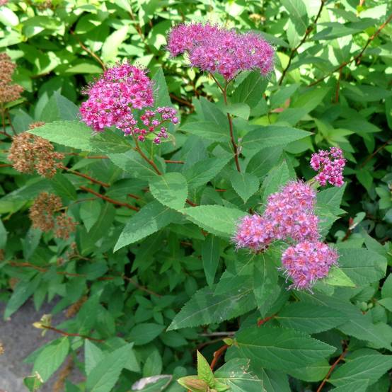 Spirée japonaise Double Play Artist - Spiraea japonica Pot de 2L/3L - Image 1
