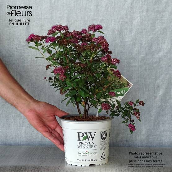 Spirée japonaise Double Play Artist - Spiraea japonica Pot de 2L/3L - Image 2