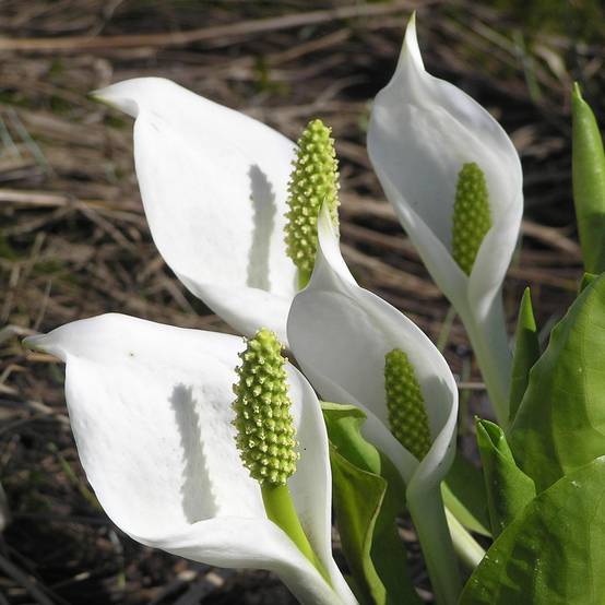 Promesse de Fleurs - Lysichiton camtschatcensis - Arum bananier blanc Godet de 8/9 cm