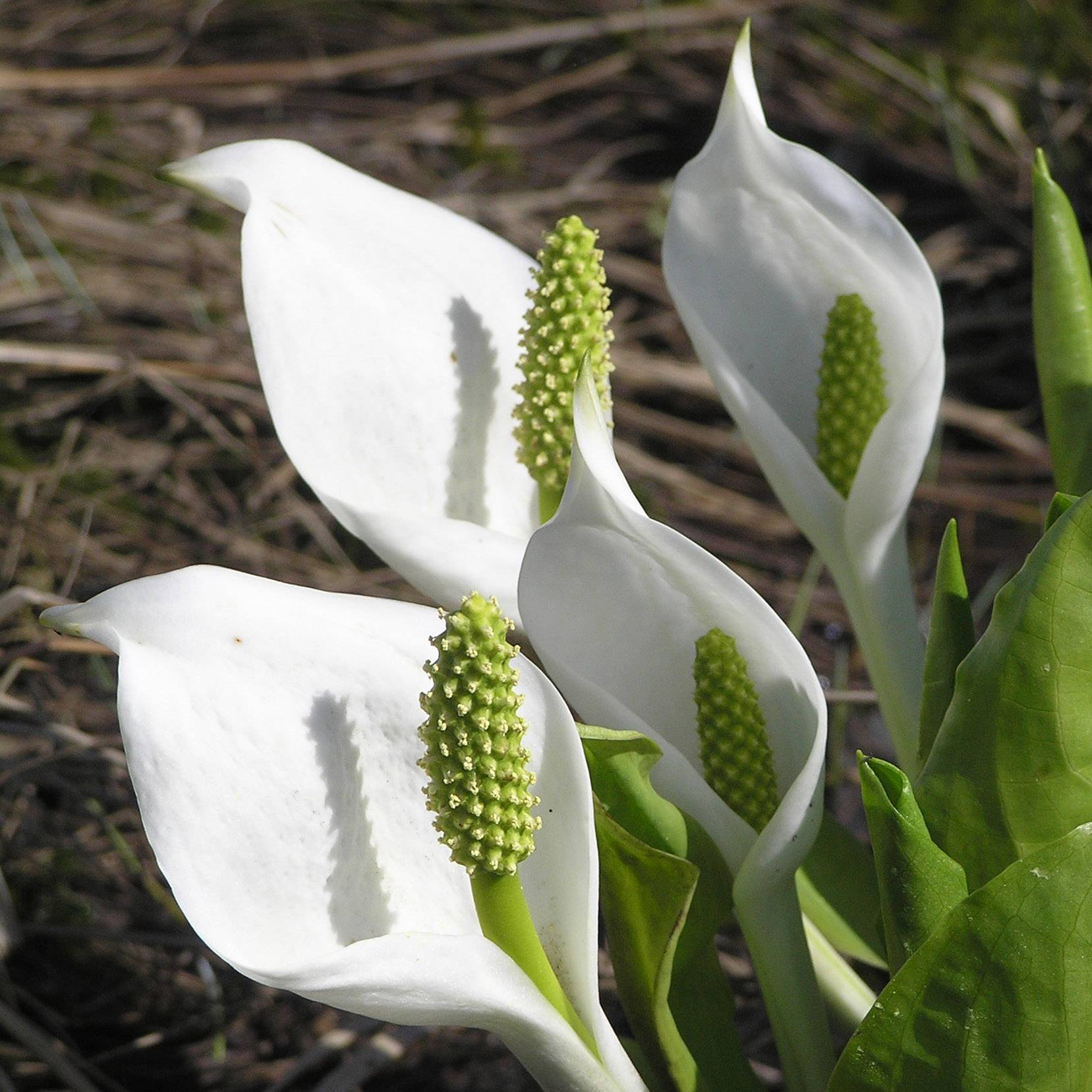 Promesse de Fleurs - Lysichiton camtschatcensis - Arum bananier blanc Godet de 8/9 cm