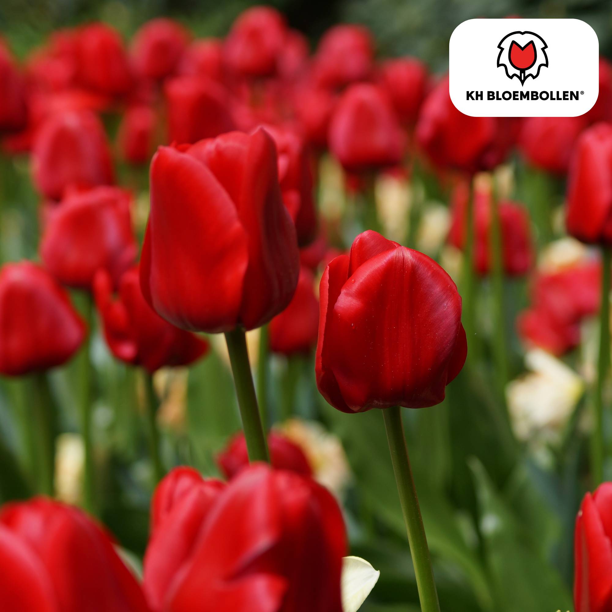 La Green Touch - Tulipe Seadov - 20 bulbes - Image 1