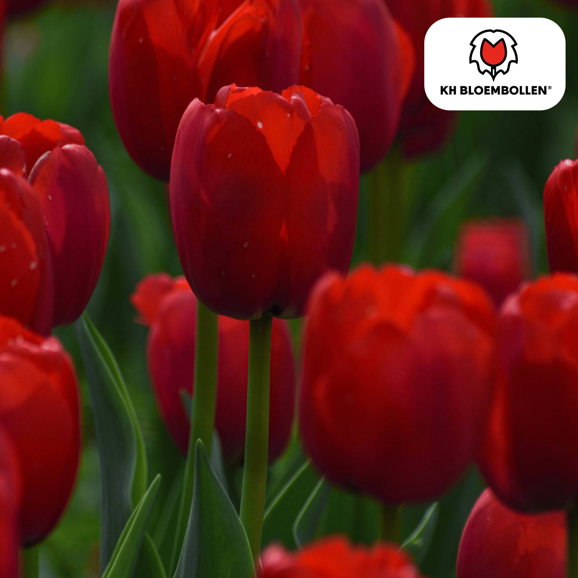 La Green Touch - Tulipe Seadov - 20 bulbes - Image 3