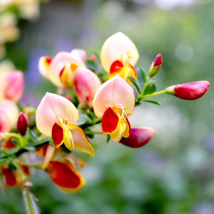 Promesse de Fleurs - Genêt à balais - Cytisus scoparius Goldfinch Pot de 2L/3L - Image 1