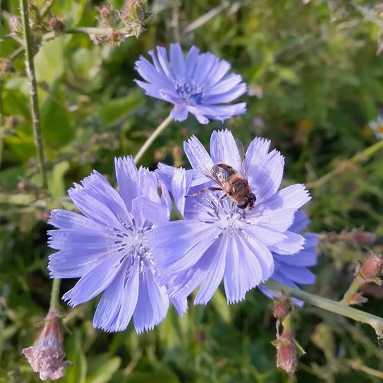 Promesse de Fleurs - Cichorium intybus - Chicorée sauvage Godet de 8/9 cm